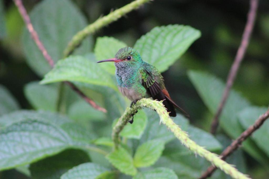 Hotel Vista Del Cerro La Fortuna Eksteriør billede